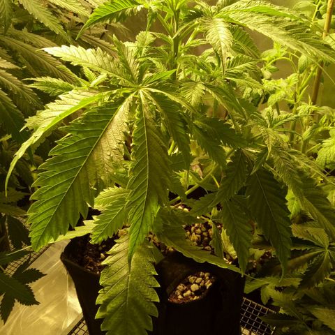 Ak 47 growlog timeline photo
