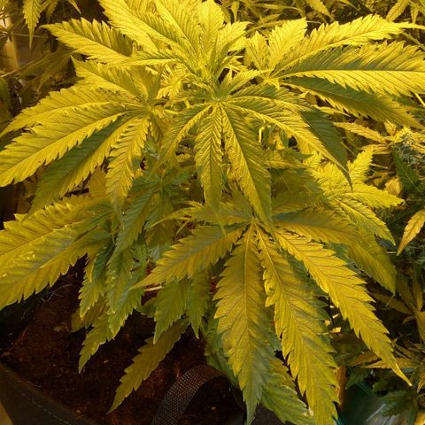 Ak 47 growlog timeline photo