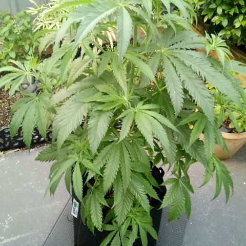 Ak 47 growlog timeline photo