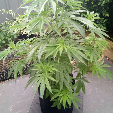 Ak 47 growlog timeline photo