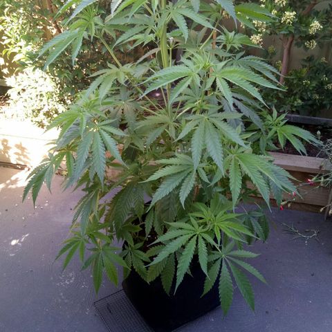 Ak 47 growlog timeline photo