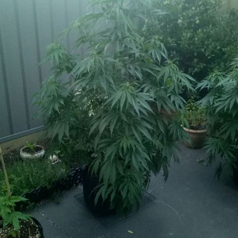 Ak 47 growlog timeline photo
