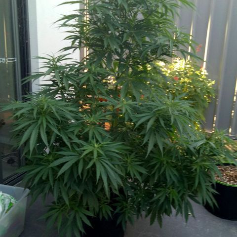 Ak 47 growlog timeline photo
