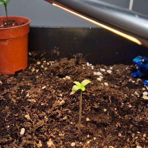 A.C.O.P.II growlog timeline photo