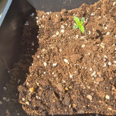 A.C.O.P.II growlog timeline photo