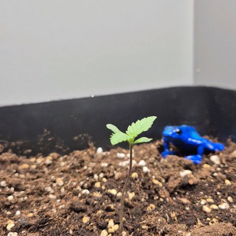 A.C.O.P.II growlog timeline photo