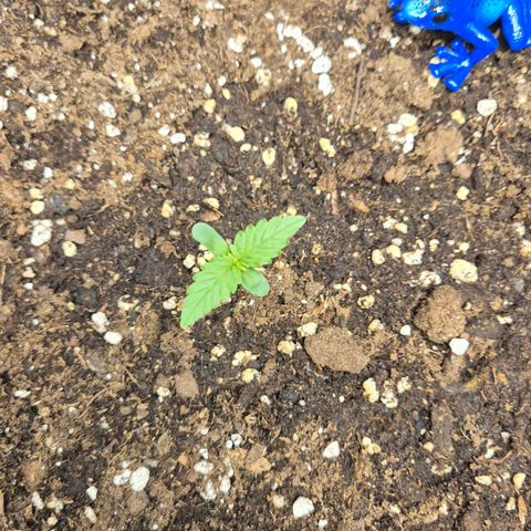 A.C.O.P.II growlog timeline photo