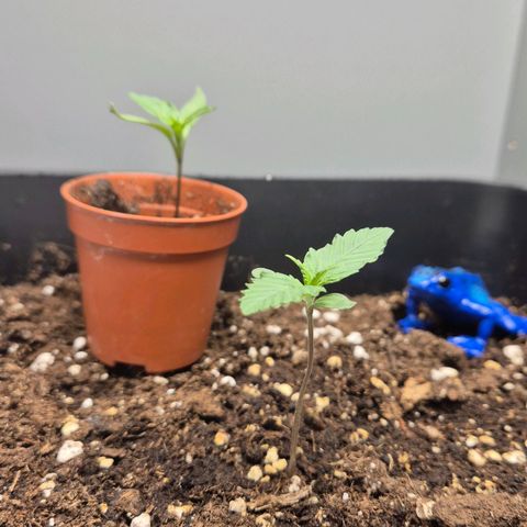 A.C.O.P.II growlog timeline photo