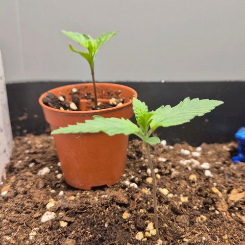 A.C.O.P.II growlog timeline photo