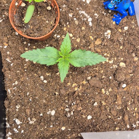 A.C.O.P.II growlog timeline photo