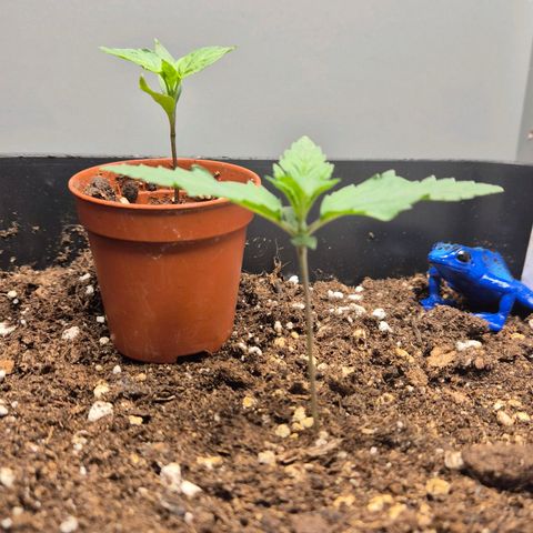 A.C.O.P.II growlog timeline photo
