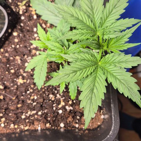 A.C.O.P.II growlog timeline photo