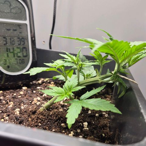 A.C.O.P.II growlog timeline photo