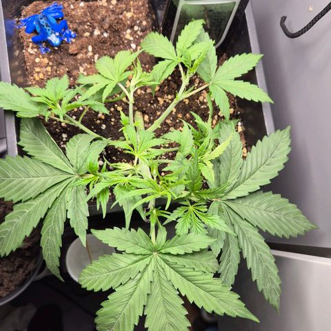A.C.O.P.II growlog timeline photo