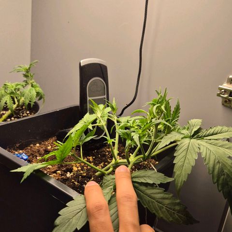 A.C.O.P.II growlog timeline photo