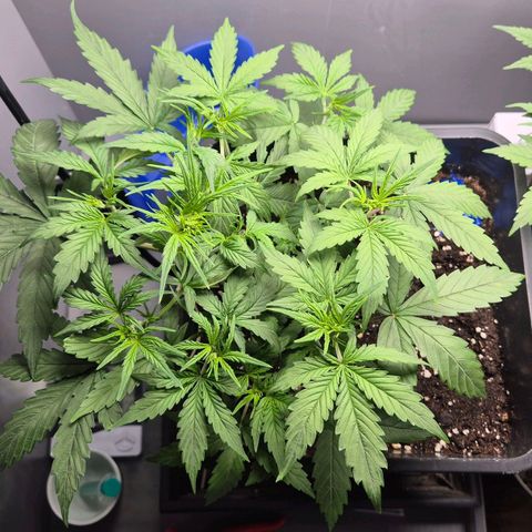 A.C.O.P.II growlog timeline photo