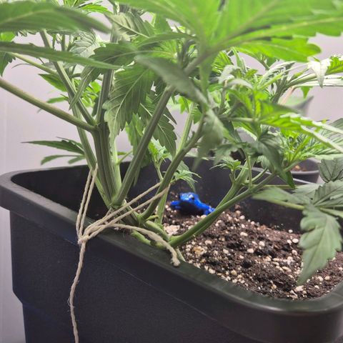 A.C.O.P.II growlog timeline photo