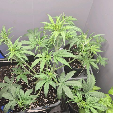 A.C.O.P.II growlog timeline photo