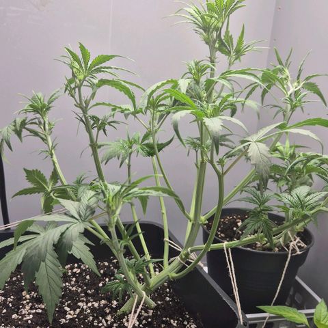 A.C.O.P.II growlog timeline photo