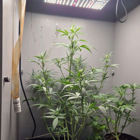 A.C.O.P.II growlog timeline photo