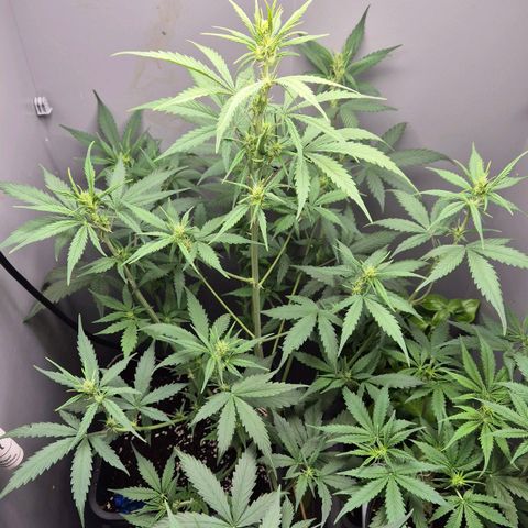A.C.O.P.II growlog timeline photo