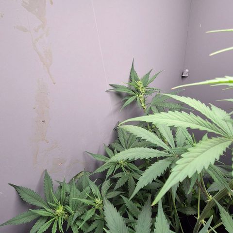 A.C.O.P.II growlog timeline photo