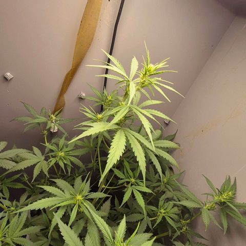 A.C.O.P.II growlog timeline photo