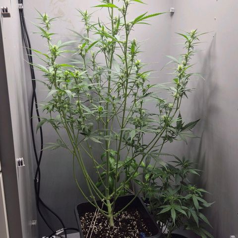 A.C.O.P.II growlog timeline photo