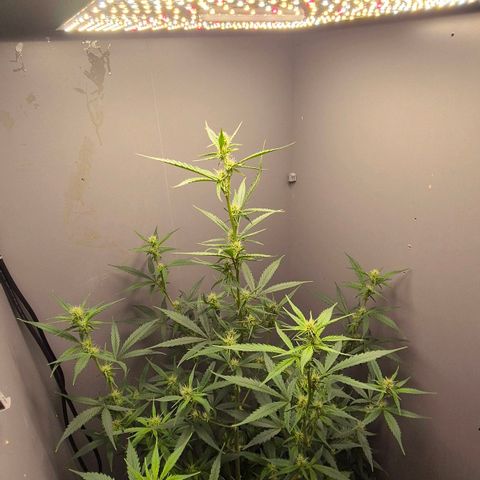 A.C.O.P.II growlog timeline photo