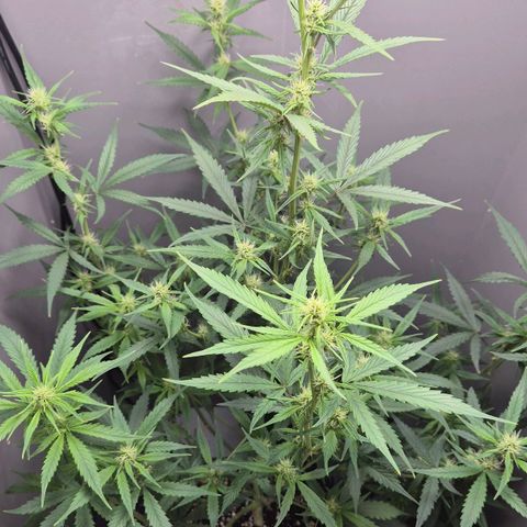 A.C.O.P.II growlog timeline photo