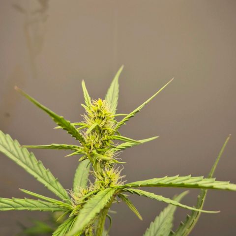 A.C.O.P.II growlog timeline photo