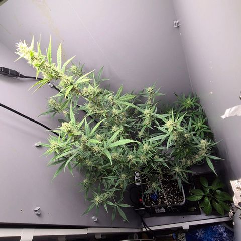 A.C.O.P.II growlog timeline photo