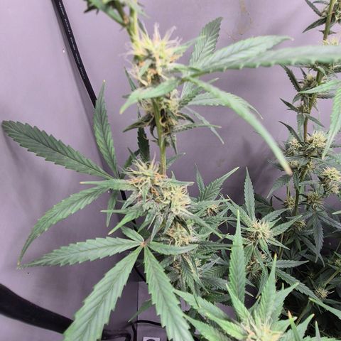 A.C.O.P.II growlog timeline photo