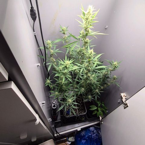 A.C.O.P.II growlog timeline photo