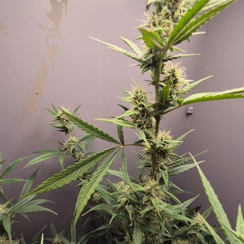 A.C.O.P.II growlog timeline photo