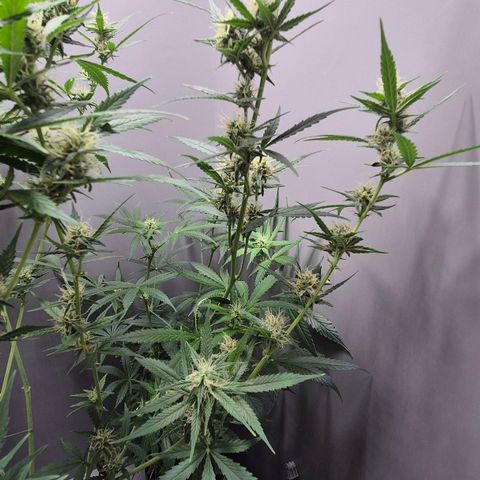 A.C.O.P.II growlog timeline photo