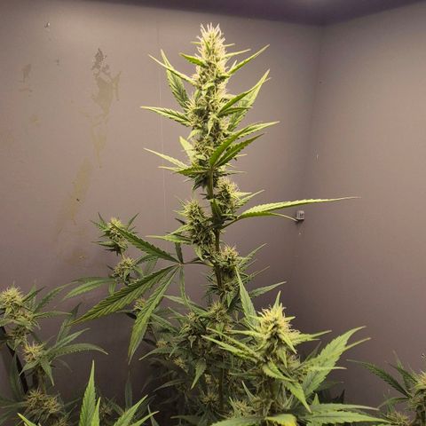 A.C.O.P.II growlog timeline photo