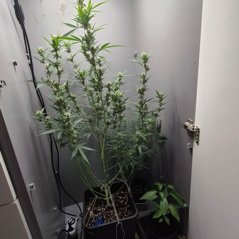 A.C.O.P.II growlog timeline photo