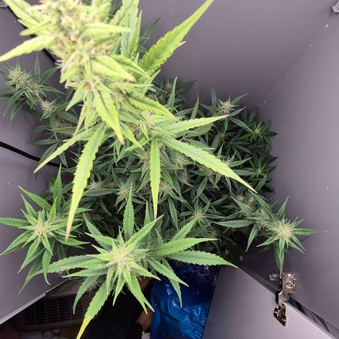A.C.O.P.II growlog timeline photo