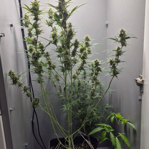 A.C.O.P.II growlog timeline photo