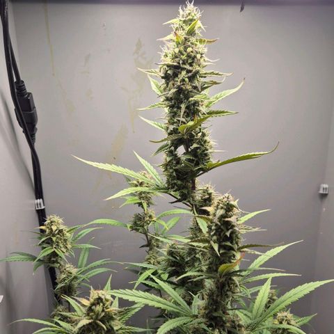 A.C.O.P.II growlog timeline photo