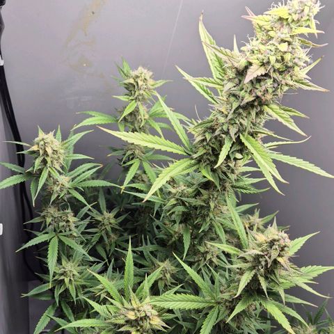 A.C.O.P.II growlog timeline photo