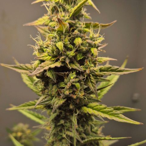 A.C.O.P.II growlog timeline photo