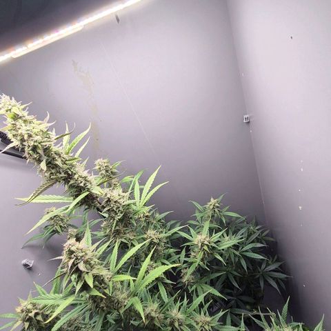 A.C.O.P.II growlog timeline photo