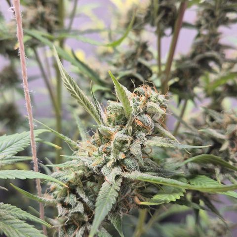 A.C.O.P.II growlog timeline photo