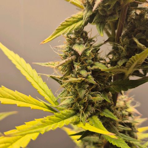 A.C.O.P.II growlog timeline photo
