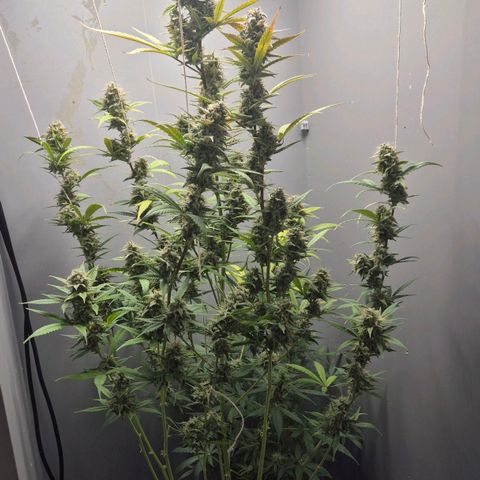 A.C.O.P.II growlog timeline photo