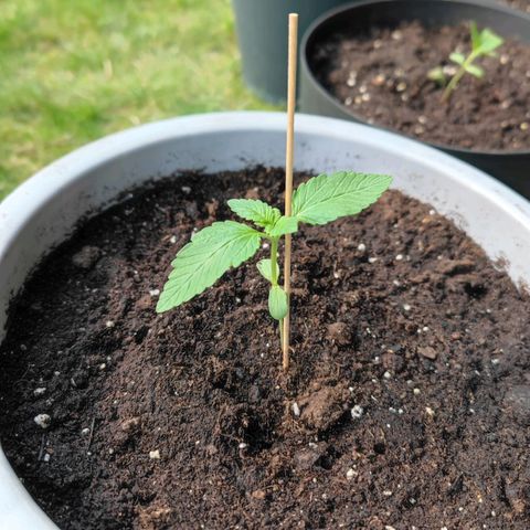 Apple Fritter Auto growlog timeline photo