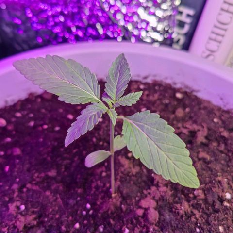 Apple Fritter Auto growlog timeline photo