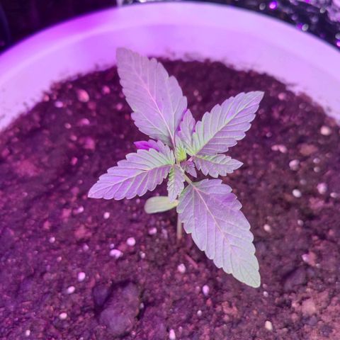 Apple Fritter Auto growlog timeline photo